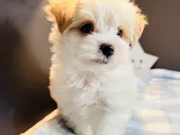 Scooter, a male Morkie for sale in Royse City, TX – 4 of 6