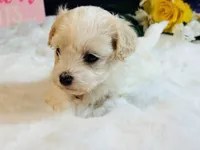 Cream girl, a female Maltipoo for sale in Royse City, TX – 2 of 10