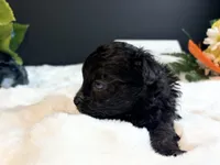 Tiny Male blue eyes, a male Maltipoo for sale in Royse City, TX – 5 of 8