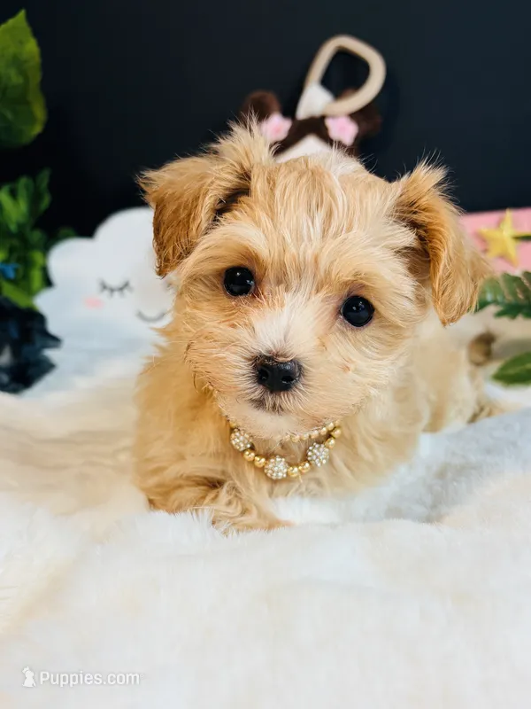 Goldie  – Morkie puppy for sale in Royse City, TX