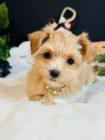 Goldie , a female Morkie for sale in Royse City, TX – 1 of 7