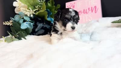 Tri girl, a female Maltipoo for sale in Royse City, TX – 8 of 8