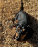 Rebel and Rex , a female Miniature Dachshund for sale in Sugar Land, TX – 2 of 4