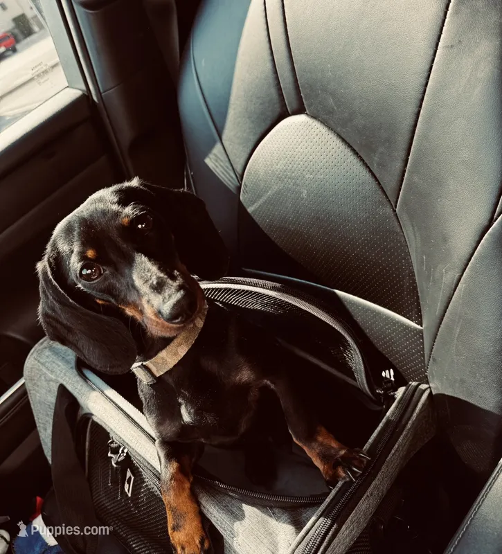 Rebel and Rex  – Miniature Dachshund puppy for sale in Sugar Land, TX