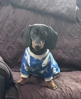 Rebel and Rex , a female Miniature Dachshund for sale in Sugar Land, TX – 3 of 4
