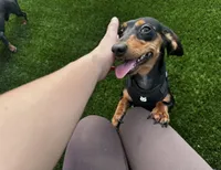 Rebel and Rex , a female Miniature Dachshund for sale in Sugar Land, TX – 4 of 4