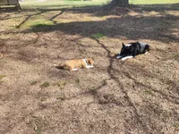 Mac, a male Pembroke Welsh Corgi for sale in Indian Trail, NC – Photo 9 of 9