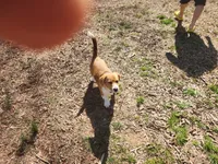 Mac, a male Pembroke Welsh Corgi for sale in Indian Trail, NC – Photo 8 of 9