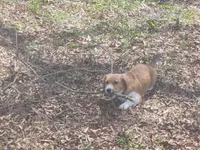 Mac, a male Pembroke Welsh Corgi for sale in Indian Trail, NC – Photo 4 of 9