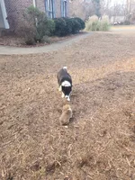 Mac, a male Pembroke Welsh Corgi for sale in Indian Trail, NC – Photo 6 of 9