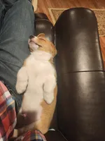 Mac, a male Pembroke Welsh Corgi for sale in Indian Trail, NC – Photo 2 of 9