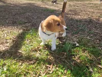 Mac, a male Pembroke Welsh Corgi for sale in Indian Trail, NC – Photo 7 of 9