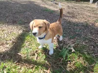 Mac, a male Pembroke Welsh Corgi for sale in Indian Trail, NC – Photo 3 of 9