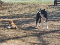 Mac, a male Pembroke Welsh Corgi for sale in Indian Trail, NC – Photo 5 of 9