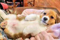 Mac, a male Pembroke Welsh Corgi for sale in Indian Trail, NC – Photo 1 of 9