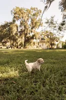 Maple, a female Miniature Goldendoodle for sale in Sorrento, FL – 3 of 3