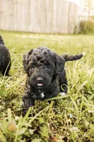 Poppy, a female Miniature Goldendoodle for sale in Sorrento, FL – 3 of 3