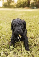 Winnie, a female Miniature Goldendoodle for sale in Sorrento, FL – 3 of 3