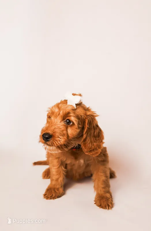 Capri – Miniature Goldendoodle puppy for sale in Sorrento, FL