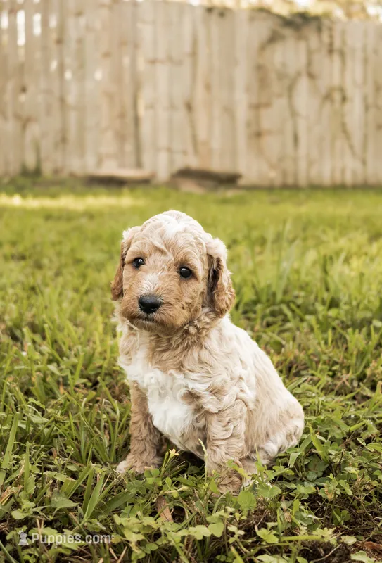 Maple – Miniature Goldendoodle puppy for sale in Sorrento, FL
