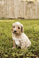 Maple, a female Miniature Goldendoodle for sale in Sorrento, FL – 1 of 3