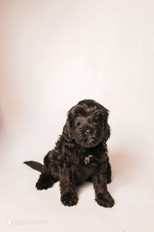 Crew – Miniature Goldendoodle puppy for sale in Sorrento, FL