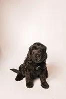 Crew, a male Miniature Goldendoodle for sale in Sorrento, FL – 1 of 2