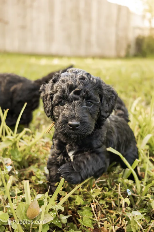 Poppy – Miniature Goldendoodle puppy for sale in Sorrento, FL