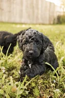 Poppy, a female Miniature Goldendoodle for sale in Sorrento, FL – 1 of 3