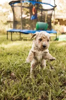 Maple, a female Miniature Goldendoodle for sale in Sorrento, FL – 2 of 3