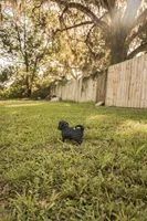 Winnie, a female Miniature Goldendoodle for sale in Sorrento, FL – 2 of 3