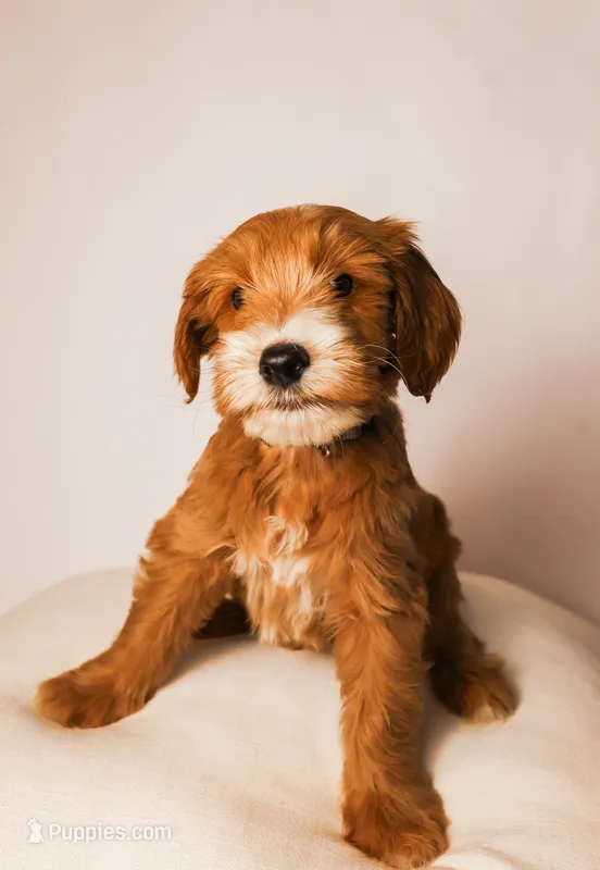 Cove – Miniature Goldendoodle puppy for sale in Sorrento, FL