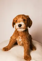 Cove, a male Miniature Goldendoodle for sale in Sorrento, FL – 1 of 2