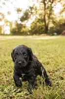 Murphy, a male Miniature Goldendoodle for sale in Sorrento, FL – 2 of 3