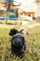 Murphy, a male Miniature Goldendoodle for sale in Sorrento, FL – 3 of 3