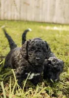 Poppy, a female Miniature Goldendoodle for sale in Sorrento, FL – 2 of 3