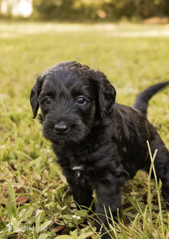 Murphy – Miniature Goldendoodle puppy for sale in Sorrento, FL