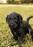 Murphy, a male Miniature Goldendoodle for sale in Sorrento, FL – 1 of 3