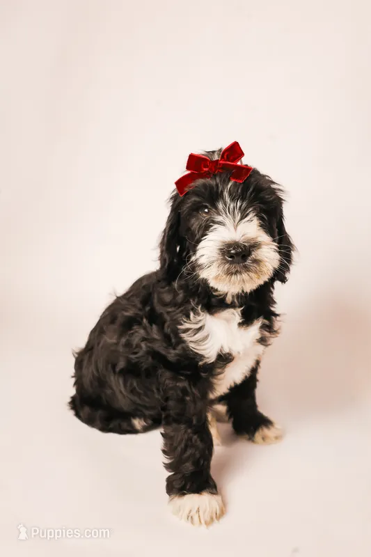 Coral – Miniature Goldendoodle puppy for sale in Sorrento, FL