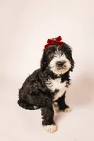 Coral, a female Miniature Goldendoodle for sale in Sorrento, FL – 1 of 2