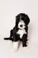 Cruz, a male Miniature Goldendoodle for sale in Sorrento, FL – 1 of 2