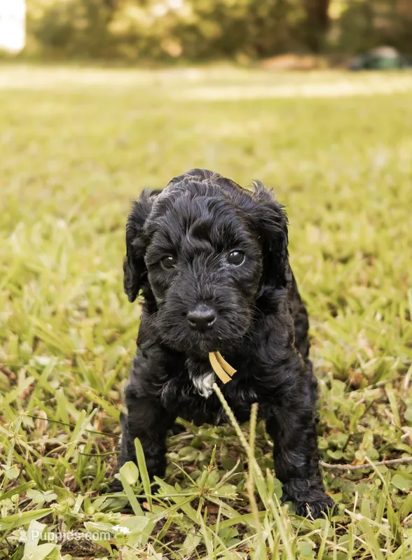 Winnie – Miniature Goldendoodle puppy for sale in Sorrento, FL