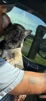 Blanton, a male French Bulldog for sale in Robertsdale, AL – 6 of 8