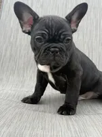 Weller, a male French Bulldog for sale in Robertsdale, AL – 4 of 4