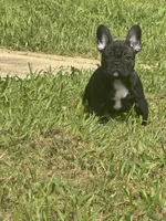 Walker, a male French Bulldog for sale in Robertsdale, AL – 6 of 6