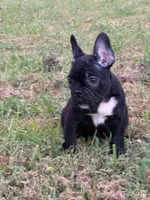 Stagg, a male French Bulldog for sale in Robertsdale, AL – 2 of 5