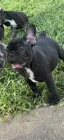 Walker, a male French Bulldog for sale in Robertsdale, AL – 2 of 6