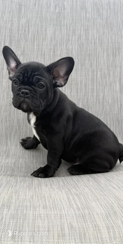 Walker – French Bulldog puppy for sale in Robertsdale, AL
