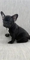 Walker, a male French Bulldog for sale in Robertsdale, AL – 1 of 6