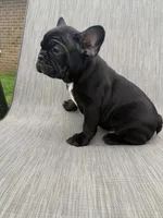 Walker, a male French Bulldog for sale in Robertsdale, AL – 5 of 6